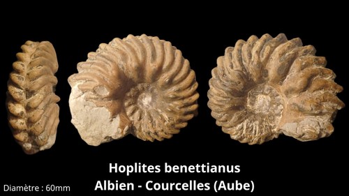 Ammonite hoplites beniattus - ammonite,