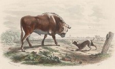 Edouard Traviès Décoration Le taureau - Gravure histoire naturelle aquarelle