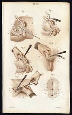 Cabinet de curiosité planche