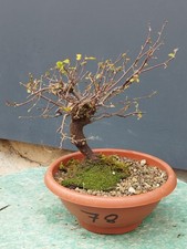 Bonsaï orme champêtre 30 x