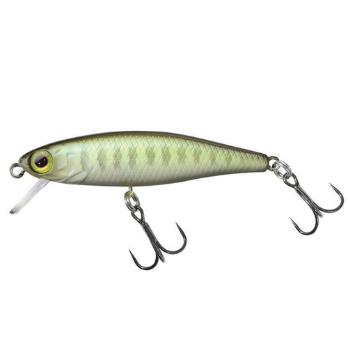 Illex tiny fry sp - tiny,