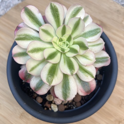 Aeonium pink witch - ,