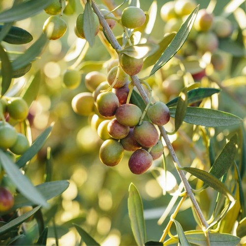 Plante olivier arbequina en - d'olivier,