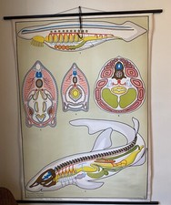 vintage wall chart picture poster  animals Affiche Verlag Gerhard Gamble Berlin