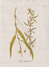 Saule Pleureur Babylonien Saule Arbre Botanique Kerner Gravure Sur Cuivre 1789