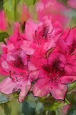 PHOTO PEINTURE FORMAT A3+ "RHODODENDRON 10" SUR PAPIER HAHNEMUEHLE 310G.