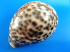 Cypraea tigris Philippines 84,8mm GEM n5