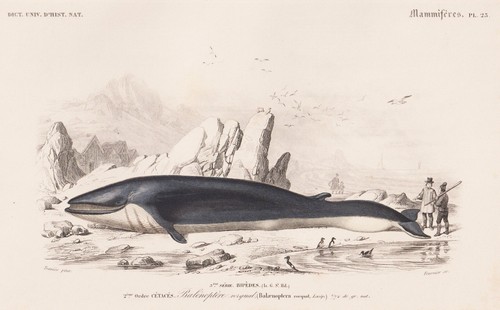 Gravure baleine rorqual - gravure, de
