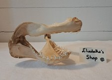 Véritable mâchoire requin - mâchoire,