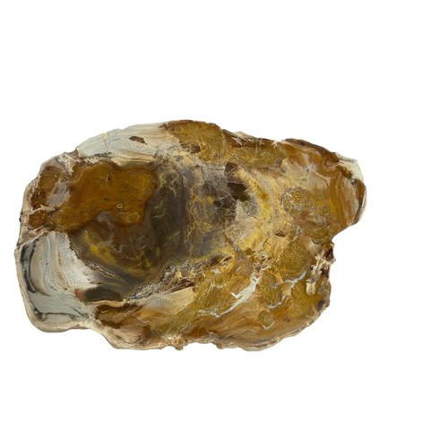 Tranche bois fossilisé - tranche,