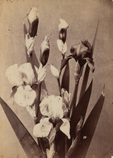 Etude de fleurs, étude pour