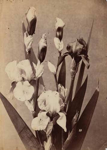 Etude fleurs étude - etude, pour