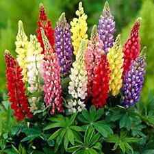 Lupin de Russel strain mix 25 Graines