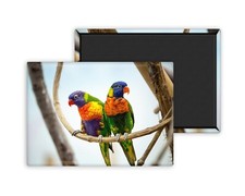 Perroquets couple bec