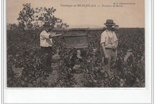 VENDANGES EN BEAUJOLAIS -