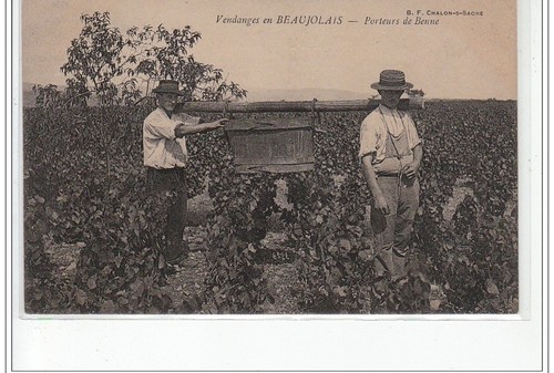 Vendanges beaujolais - vendanges,