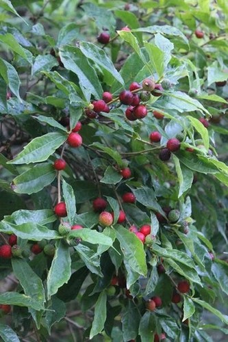 Ficus gaspariniana var