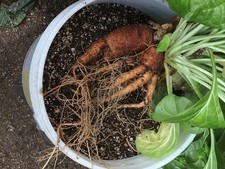 Mandrake Root Oil (Genuine)