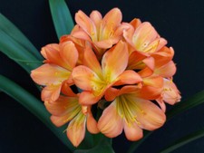 Clivia N°8 (Poorman’s Peach