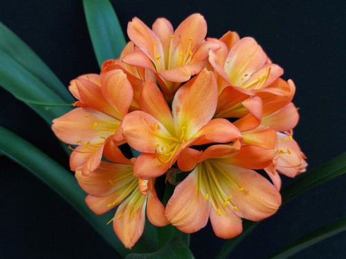 Clivia poorman s peach - clivia, n°8