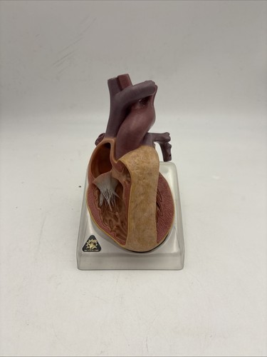 Somso heart anatomical - 7/2,