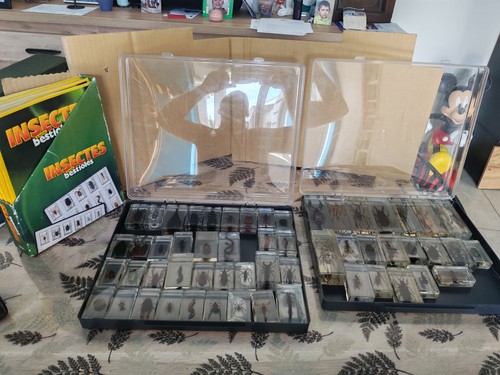 Lot insectes est - insectes,