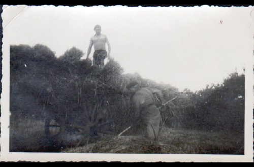 Travail agricole photo - travail,