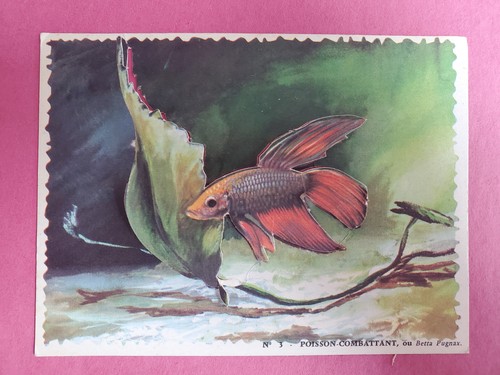 Carte image aquarium - carte/image,