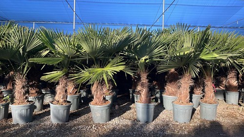Palmier trachycarpus - -,