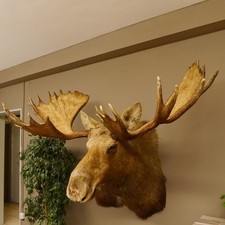 Trophée De Chasse En