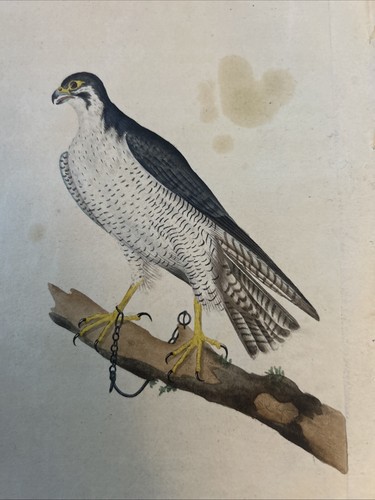 Ornithologie acquaforte 1823 - ornithologie,