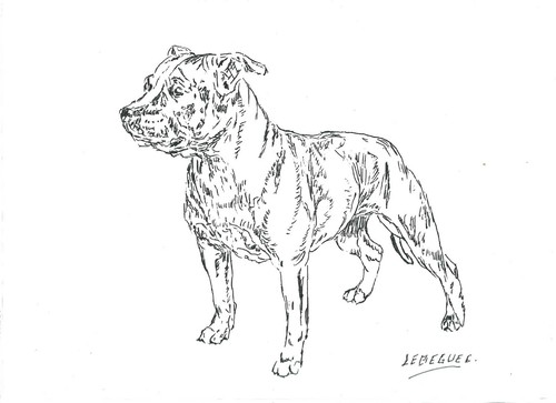 Bull terrier dessin encre - bull,