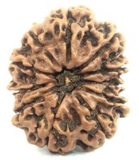 Super Collection 11 Mukhi