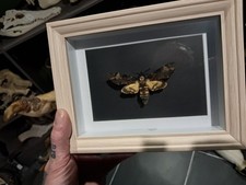 Papillon Sphinx tête de mort