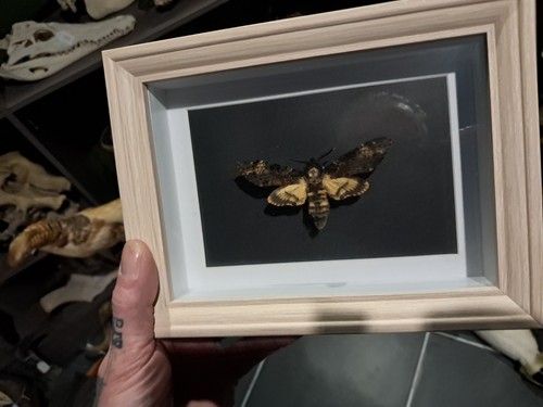 Papillon sphinx tête - papillon, de