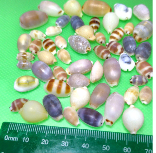 Cowrie rare coquille japon - cowrie,