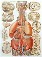 Lithographie Table Anatomique
