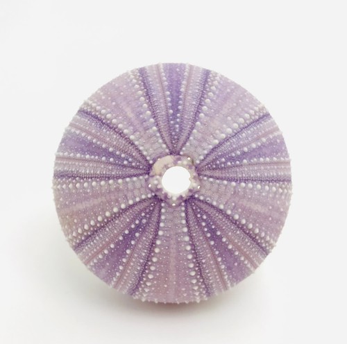 Oursin violet - (8, cm)