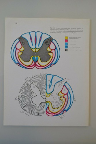 Planche anatomie humaine - planche, d'anatomie