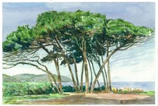 magnifiques pins parasols 