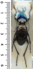 Carabidae – CARABUS VITALISI PHOOPANENSIS - Entomologie . insecte 1670H