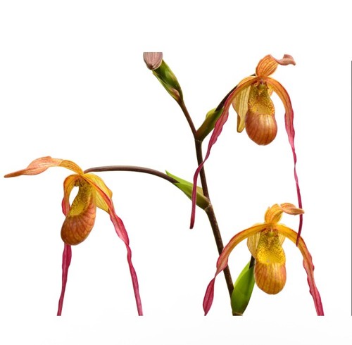 Phragmipedium geralda very - phragmipedium,