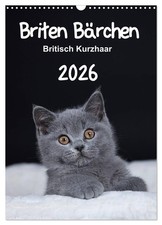 Oursons britanniques - British shorthair 2026 (Calendrier mural 2026 DIN A3 vert
