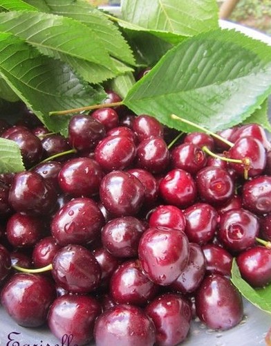 Cerisier griotte du - ♫,