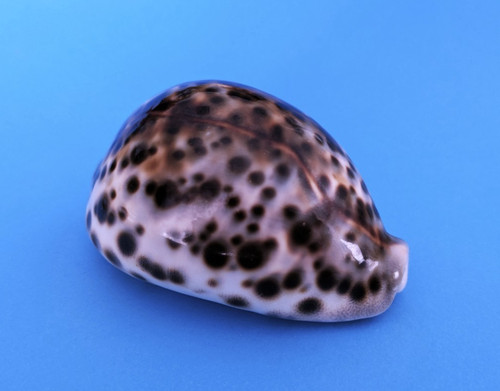 Cypraea tigris mm - tigris,