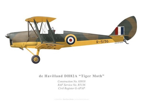 Tiger moth royal - royal, force
