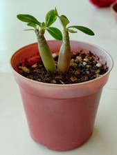 adenium obesum