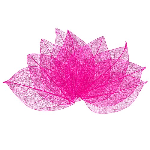 Feuilles squelettes caoutchouc - feuilles,
