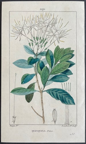 Flore médicale quinquina - flore,