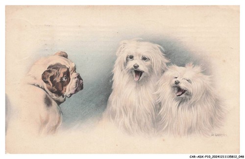 Car adxp10 0520 chien bichon - car-adxp10-0520-chien,